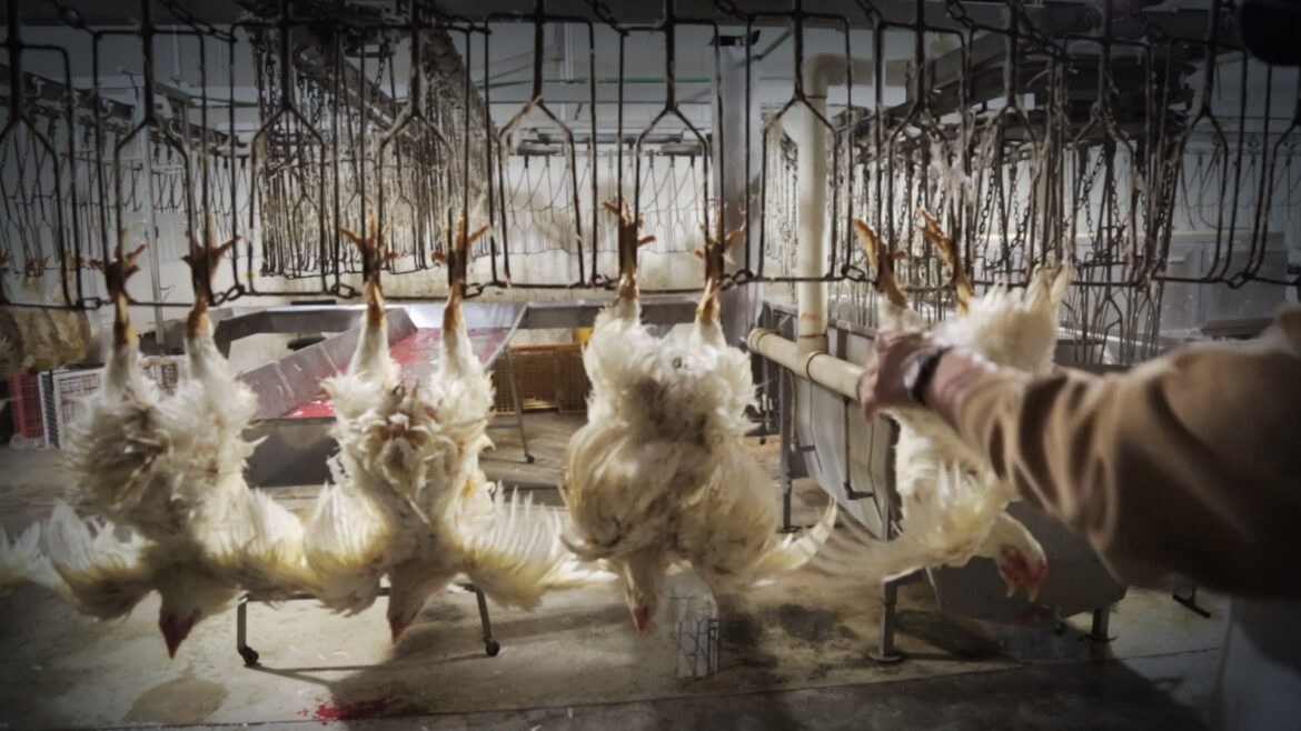 liQve-shackle-slaughter-birds-being-hung-workers
