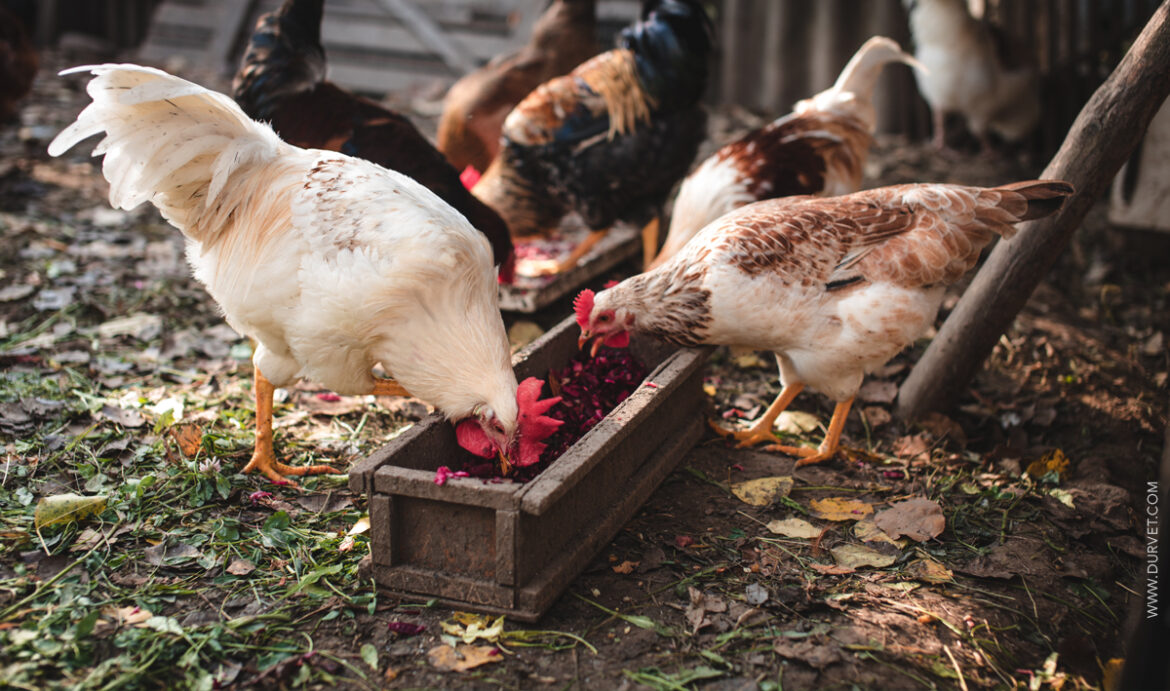 tips-backyard-flock_1200px