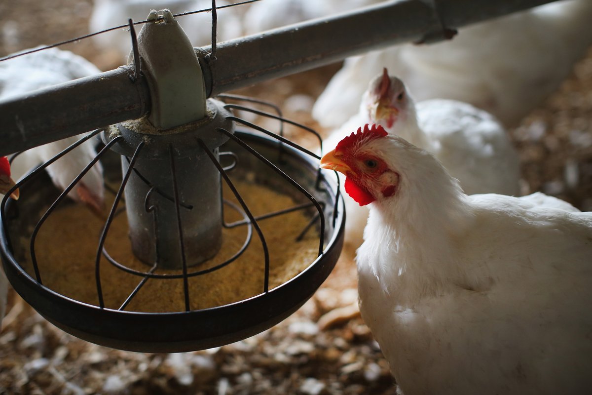 20240522-what-happened-antibiotic-free-chicken