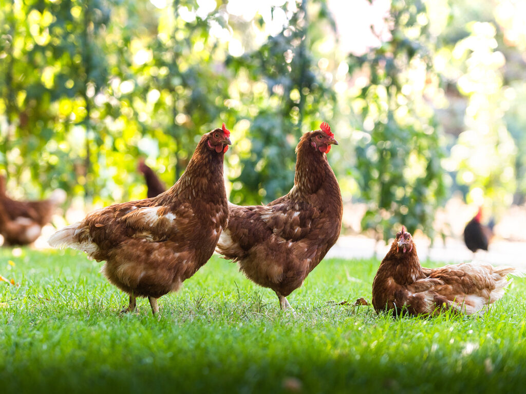 Backyard-Chickens-2-1024x768