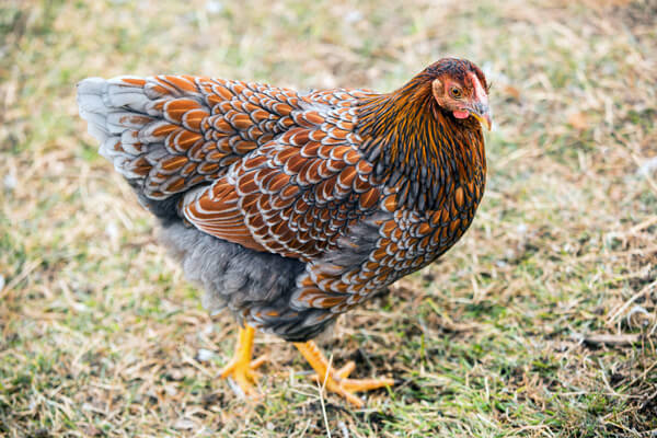 Black and Gold Chicken Breeds 