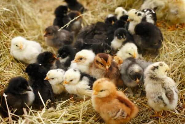 Setting Up Your Coop for Black and Gold Chicks 