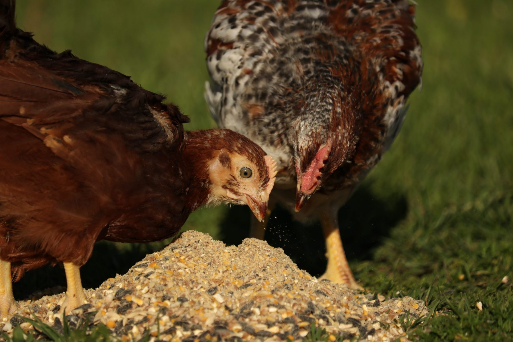 Organic-Non-GMO-Chicken-Feed-by-Rebecca-Krebs-Photo-by-Joshua-Krebs-7-1-scaled-e1672415767177-ezgif.com-webp-to-jpg-converter