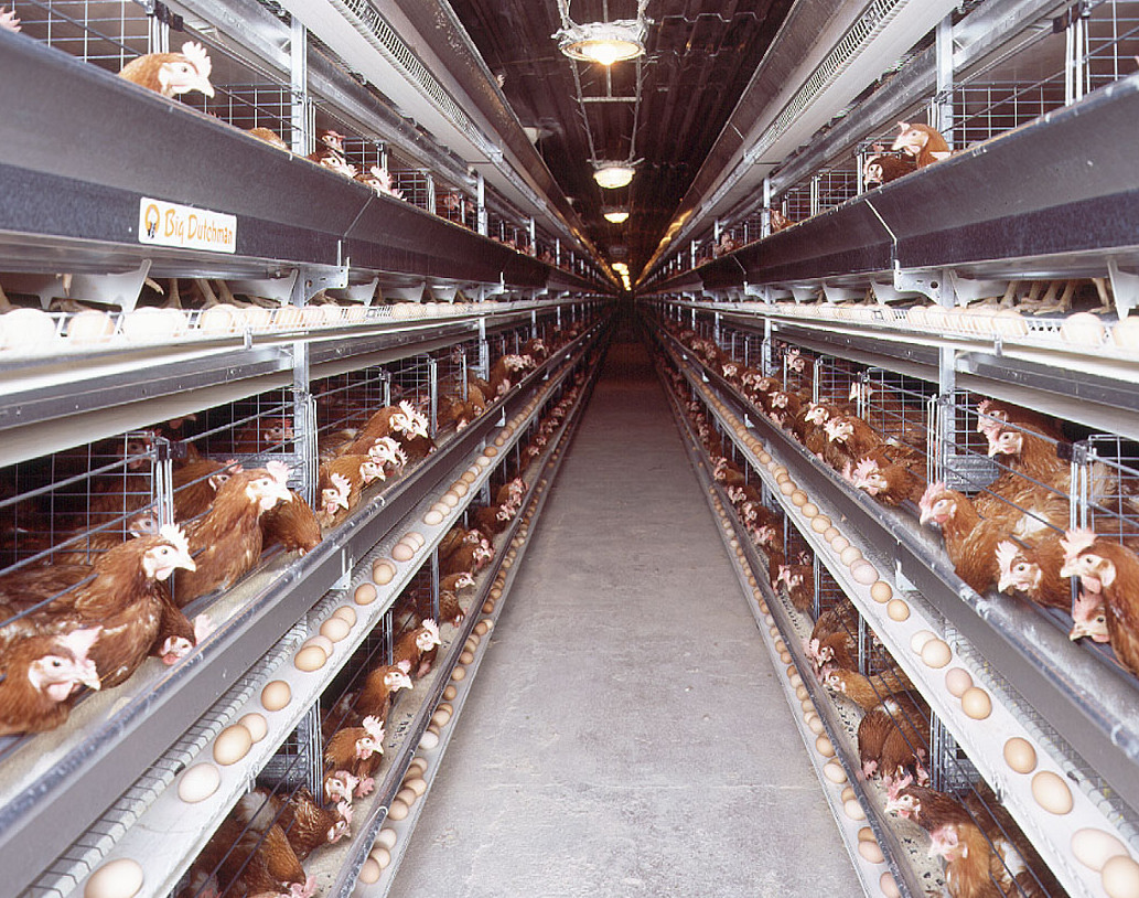 Poultry-layer2-e1453165955313