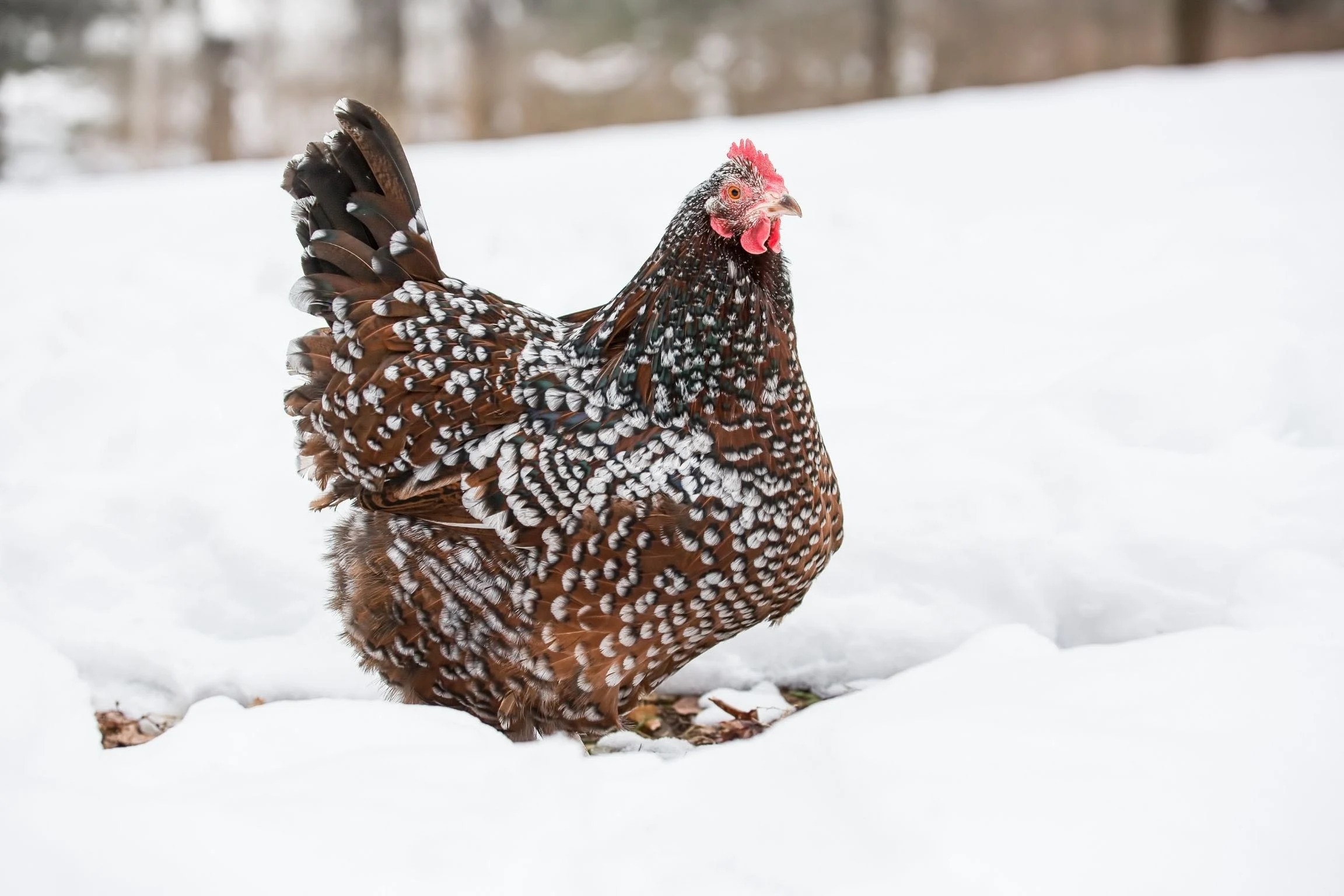 caring-chickens-cold-winter-weather-snow-winterizing-coop-feature-ezgif.com-webp-to-jpg-converter