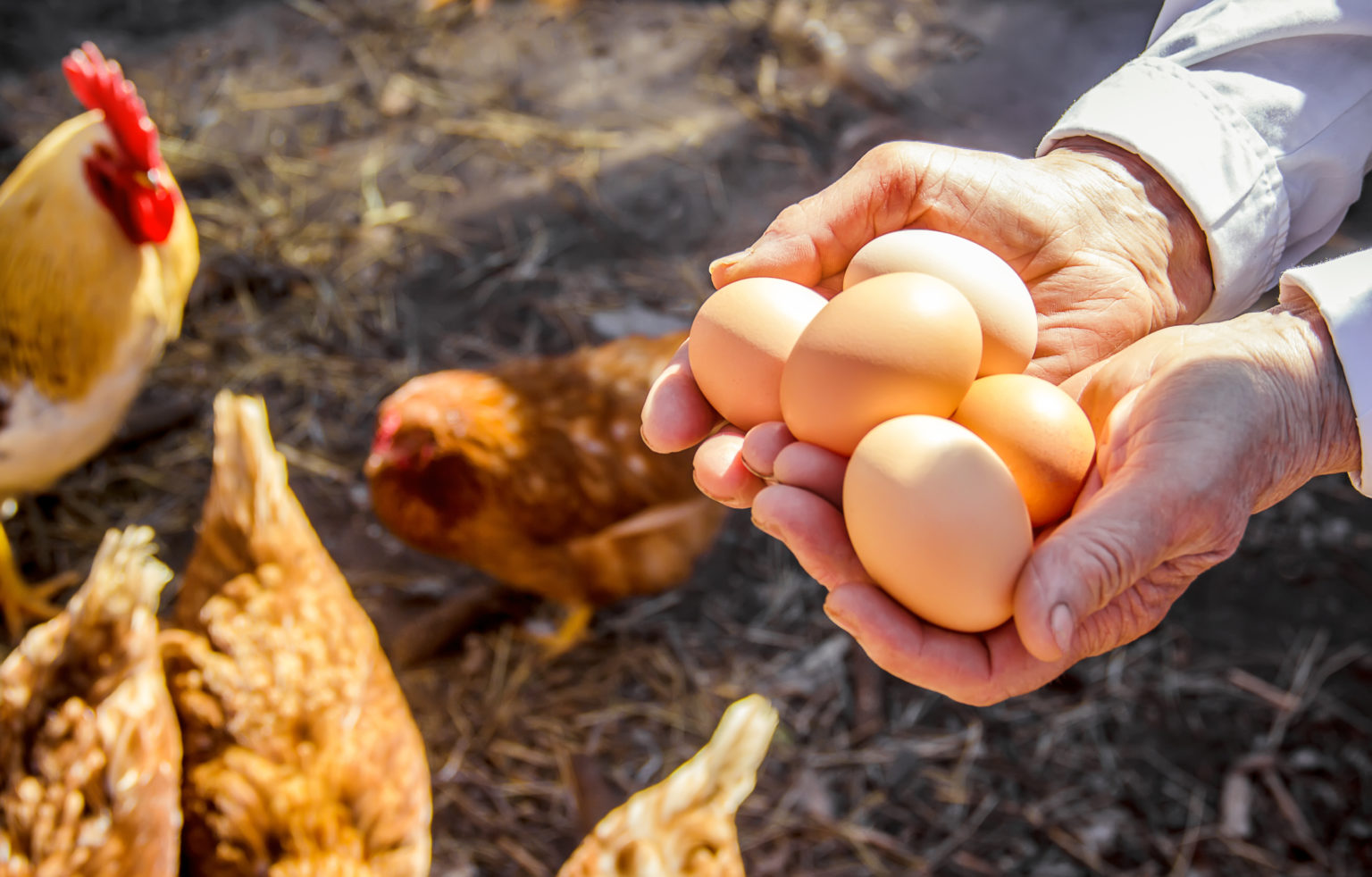 Chicken eggs in hands. Selective focus.