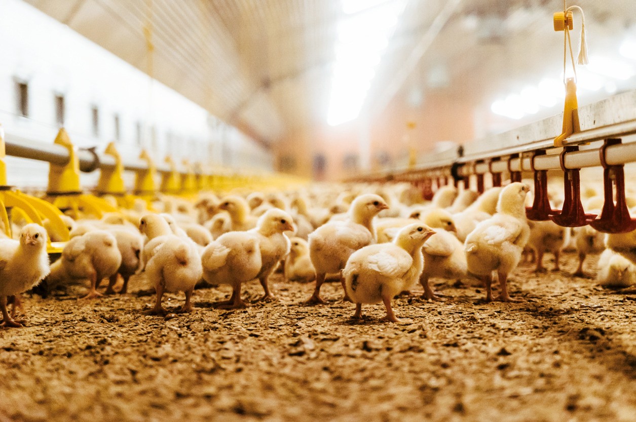 The Evolution of Poultry Farming in the USA