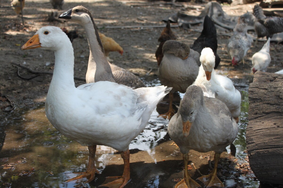 raising-geese-in-your-backyard-ezgif.com-webp-to-jpg-converter