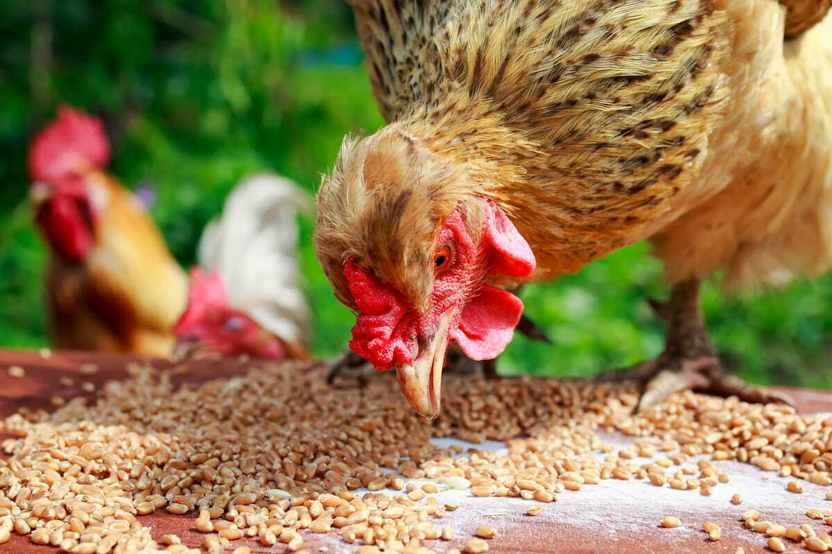 How to Introduce 18% Protein Chicken Feed