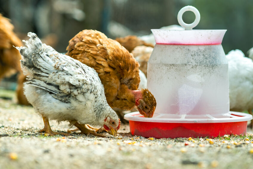 Hen feed on traditional rural barnyard. Close up of chicken stan