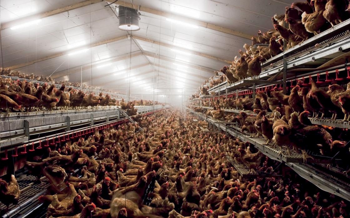 CAFO-free-range-chickens-2