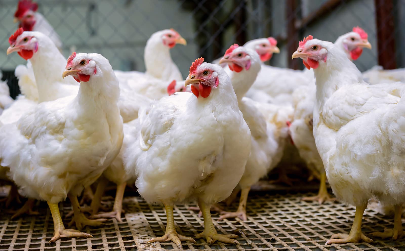 Chicken-Shortages-in-the-USA-What-Does-This-Mean-3