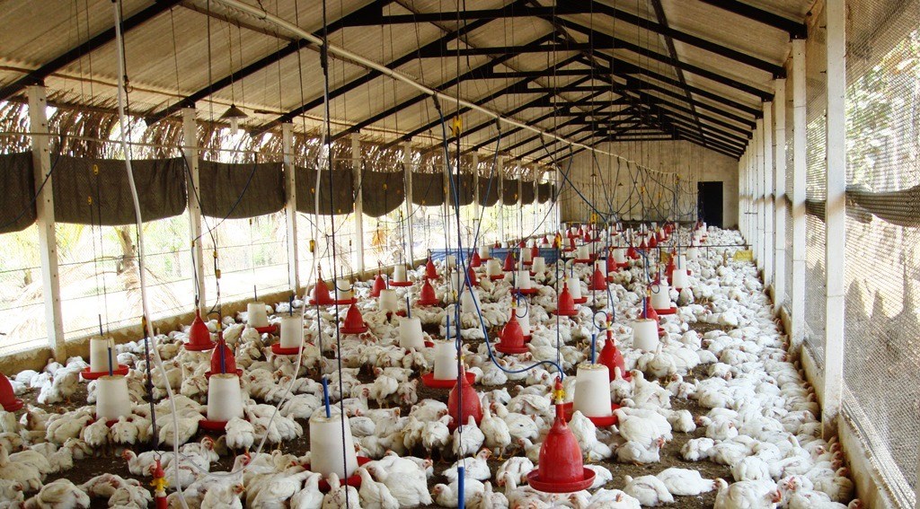 Download-Poultry-Business-Plan-for-Broilers-and-Layers-for-Nigeria