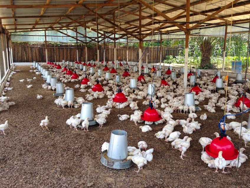 an.Ivory-Coast-Broiler-Farm-1