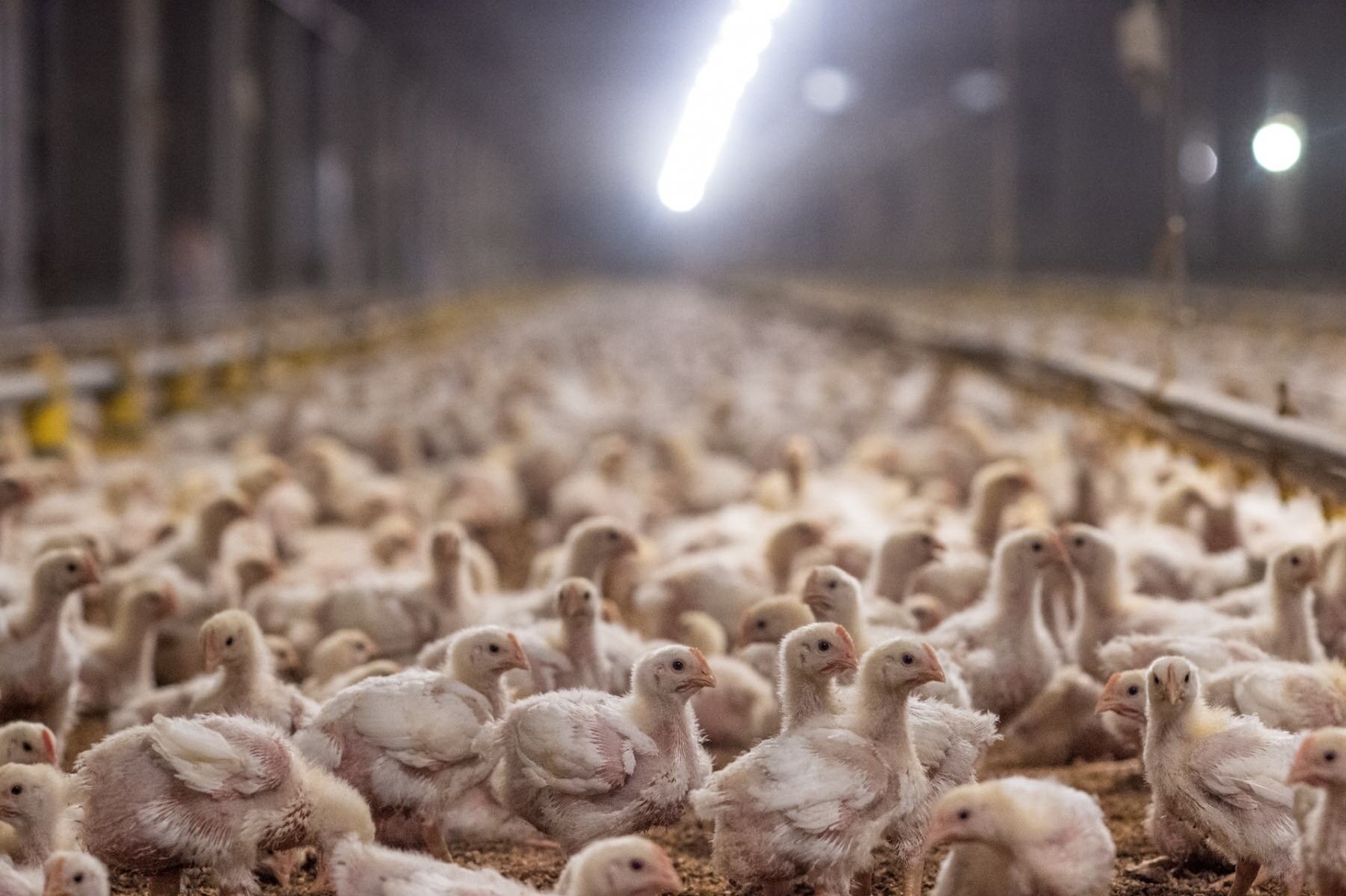 Broiler chickens. Taiwan, 2019.