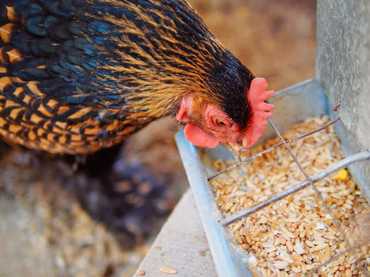 corn-free-chicken-feed-01-720x540