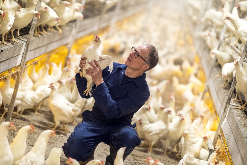 de-heus-animal-nutrition_animals_poutlry_specialist_with_chickens